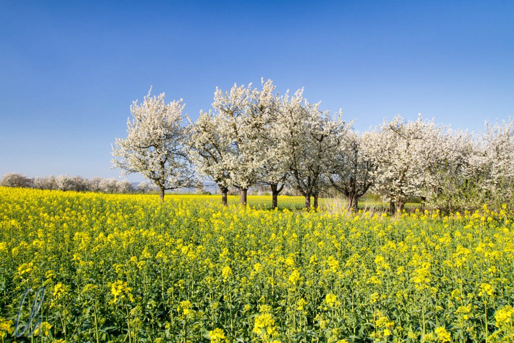 Field of rapeseed and cherry blossom, Koblenz, Germany